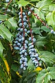 * Nomination Mien Ruys Gardens. Mahonia japonica. . (Berries)} --Agnes Monkelbaan 15:20, 18 July 2018 (UTC) * Promotion  Support Good quality--Lmbuga 16:30, 18 July 2018 (UTC)