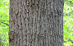 Thumbnail for File:Tulip Tree Liriodendron tulipifera Trunk Bark 3000px.jpg