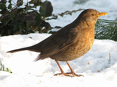 Маленькая птичка с желтым клювом. Turdus Merula самка. Черный Дрозд самка. Черный Дрозд птица самка. Черный Дрозд Перелетная птица.