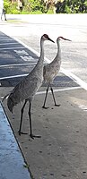 Two Florida Sandhill Cranes at a gas station near Cape Canaveral, Florida.jpg
