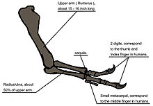 Tyrannosaur arm 104.JPG