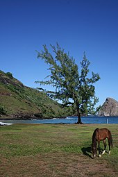 Foto di un paesaggio di Ua Huka.  Un cavallo sfiora in primo piano.