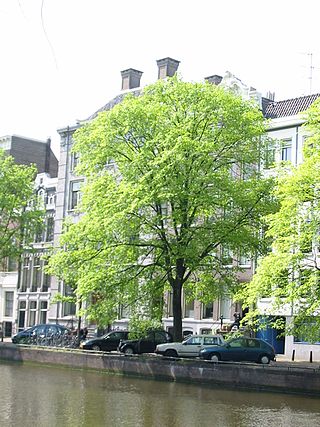 <i>Ulmus</i> × <i>hollandica</i> Belgica Elm cultivar