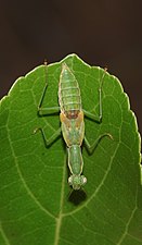 Unidentified Mantodea