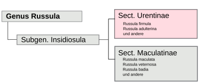 Urentinae-Romagnesi.svg