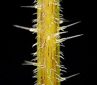 Железистые волоски на стебле крапивы двудомной