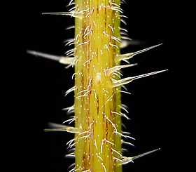 Stinging hairs of Urtica dioica (stinging nettle) Urtica dioica38 ies.jpg