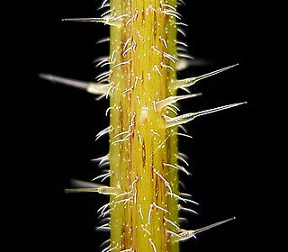 Stinging plant Plant with hairs (trichomes) on its leaves or stems