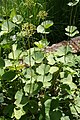 Valeriana alliariifolia