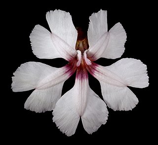 <i>Velleia rosea</i> Species of flowering plant