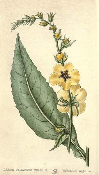 File:Verbascum virgatum by Charlotte Berrington.jpg