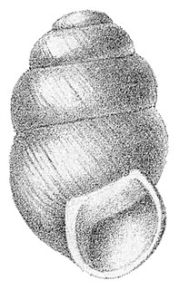 <i>Vertigo genesii</i> Species of gastropod