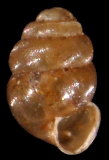 <i>Vertigo geyeri</i> Species of gastropod