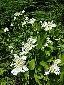 Viburnum opulus sl11.jpg