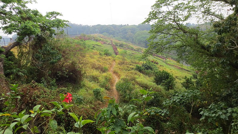 File:View From Zip-Line Start, La Mesa Ecopark - panoramio.jpg