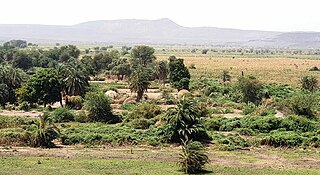 <span class="mw-page-title-main">Tew'o</span> Town in Dikhil, Djibouti