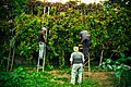 Vendanges au Portugal sur des vignes menées en enforcado (vinho verde)