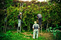 Hoogstamwijngaard. De wijnstok is een klimplant. Hier in de Vinho Verde, in Portugal, krijgen ze van oudsher deze kans. Bomen, hekken en zelfs telefoonpalen worden hiervoor aangewend. Hierdoor blijft er op de grond ruimte over voor het verbouwen van bijvoorbeeld groentegewassen.