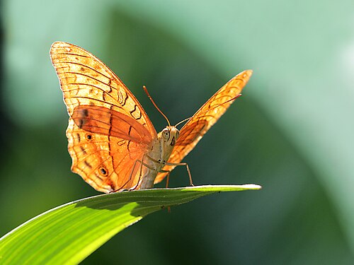 Common cruiser butterfly in the morning sun