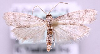 <i>Vitula biviella</i> Species of moth