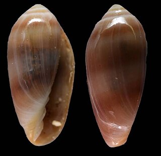 <i>Volvarina yayaeli</i> Species of gastropod