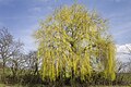 * Предлог Willow tree north of Höfenneusig --Plozessor 03:23, 31 May 2024 (UTC) * Поддршка  Support Good quality. --XRay 03:26, 31 May 2024 (UTC)