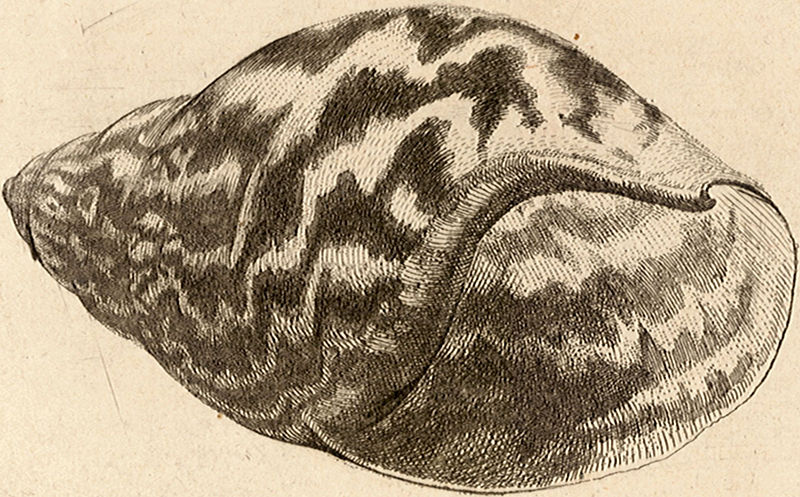 File:Wenceslas Hollar - Achatina achatina cropped.jpg