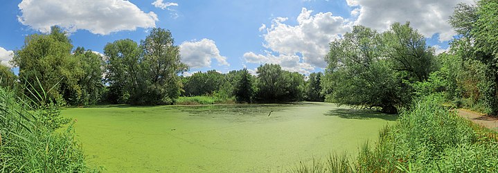 Wetland in the Weiherwald, Weiherfeld, Karlsruhe, Germany