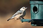 Thumbnail for File:White-breasted nuthatch (33625)2.jpg