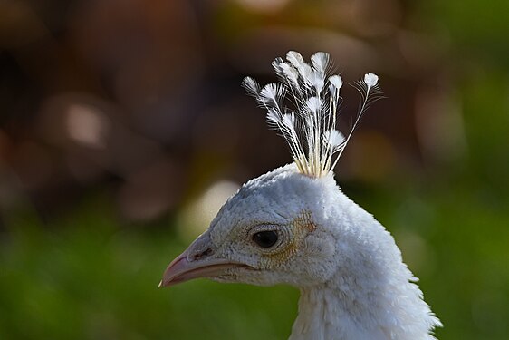 White Peacock