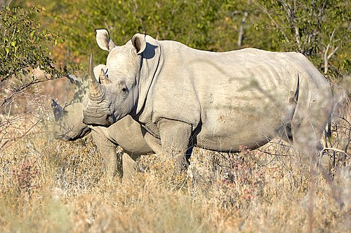 Носорог это какое животное. Носорог альбинос. Белый носорог ареал. Белый носорог альбинос. Носорог и белый носорог.