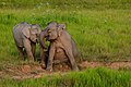 Éléphants d'Asie