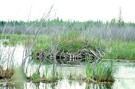 A beaver lodge