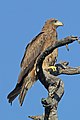 * Nomination Yellow-billed kite (Milvus aegyptius) juvenile, Zimbabwe --Charlesjsharp 07:44, 18 April 2018 (UTC) * Promotion  Support - I consider this sharp enough, and it's well composed. -- Ikan Kekek 01:33, 20 April 2018 (UTC)
