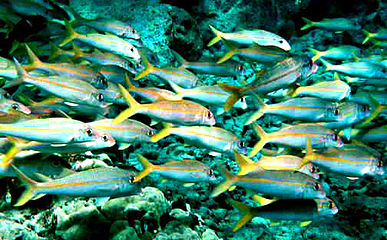 Yellowfin goatfish.jpg