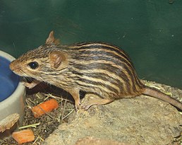 Lemniscomys barbarus