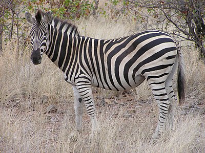 Zebra im Krugerpark in Südafrika