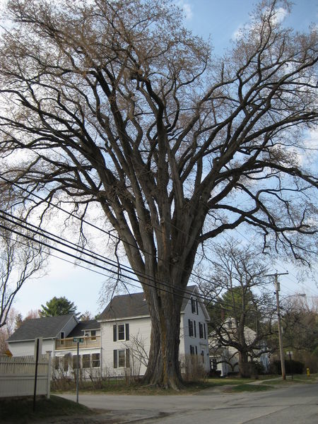 File:'Herbie', Yarmouth, Maine.jpg