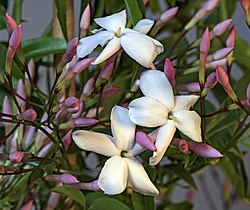Kiinanjasmiinin (Jasminum polyanthum) kukkia.