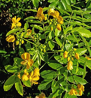 Senna Occidentalis