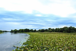 Wetlands in Volga River estuary Astrakhanskii biosfernyi zapovednik. Lotosovoe pole. Sentiabr' 2016.jpg