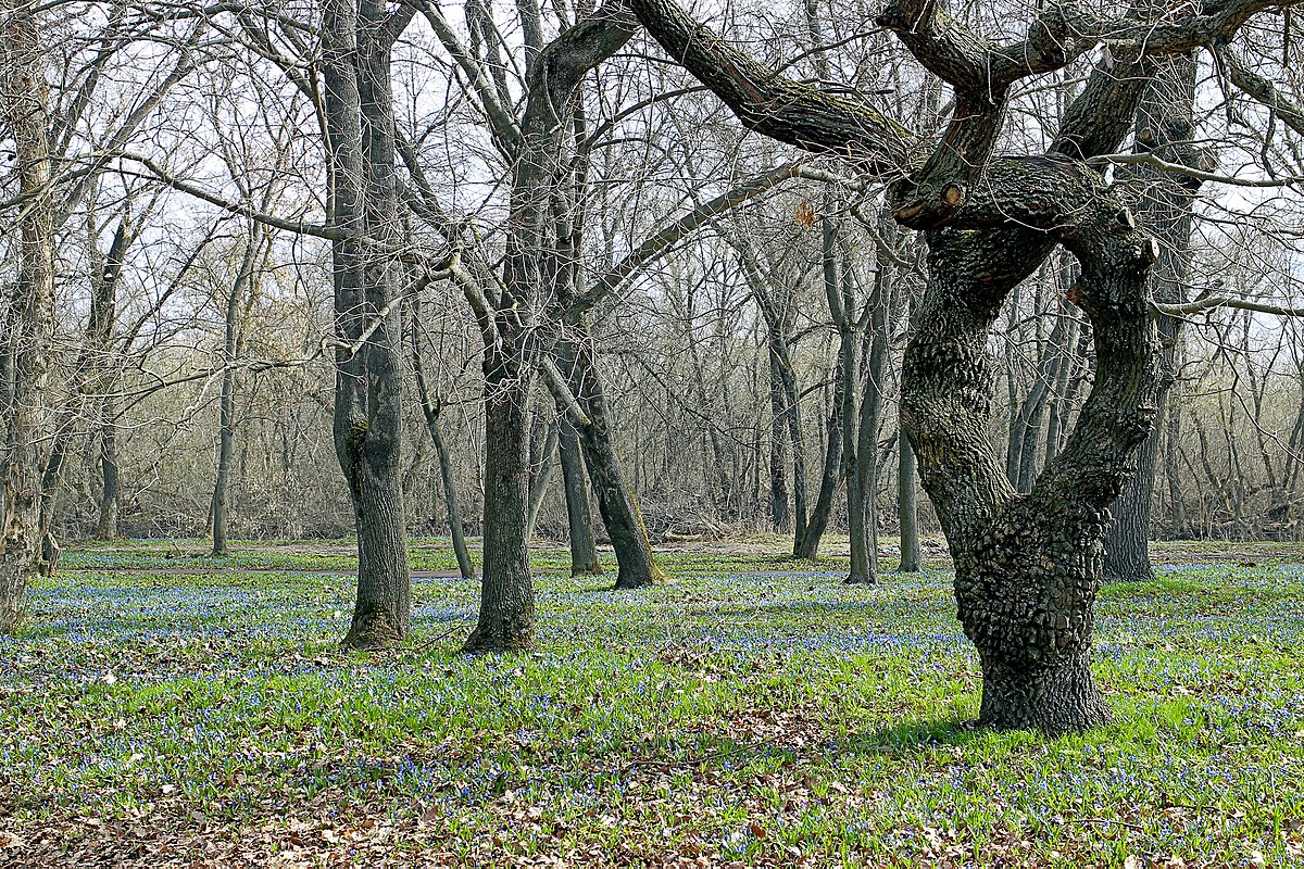 Парк знаменский