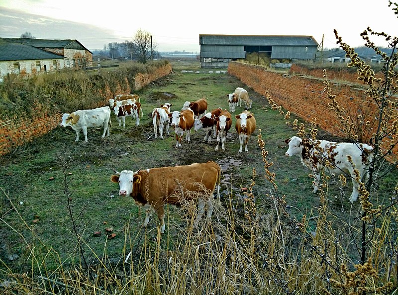 File:Коровы-cows - panoramio.jpg