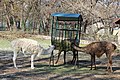Лами во Зоо Скопје
