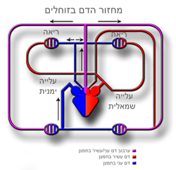 זוחלים: מאפיינים גופניים, תפוצה, בית גידול והסתגלויות אליו, זוחלים בישראל