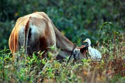 കാലിമുണ്ടി ഒരു പശുവിനരികിൽ. പശു അനങ്ങുമ്പോൾ പറക്കുന്ന പ്രാണികളേയും മറ്റുമാണ്‌ ഇവ ഭക്ഷിക്കുക