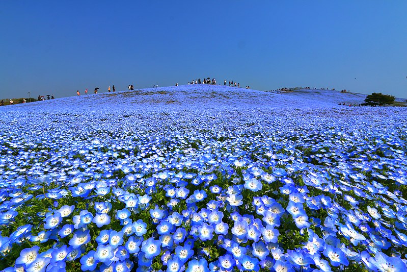 File:ひたち海浜公園 - panoramio (133).jpg