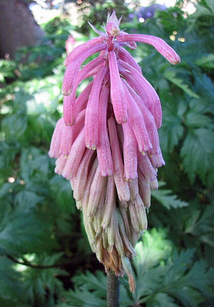 File:仙火花 Veltheimia capensis -澳洲 Heronswood Gardens, Australia- (10798852296).jpg