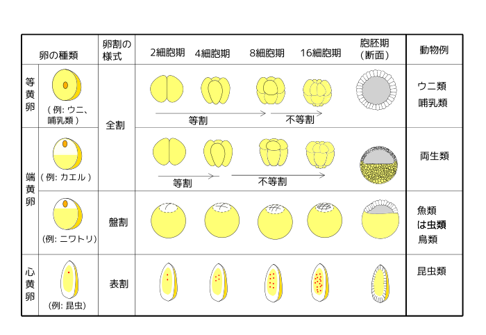 高等学校生物 生物i 生殖と発生 Wikibooks