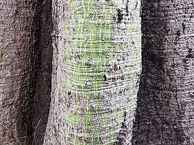 Bark textures, buttress roots and trunk base. Ceiba pentandra